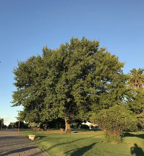 Henderson · Plaza13